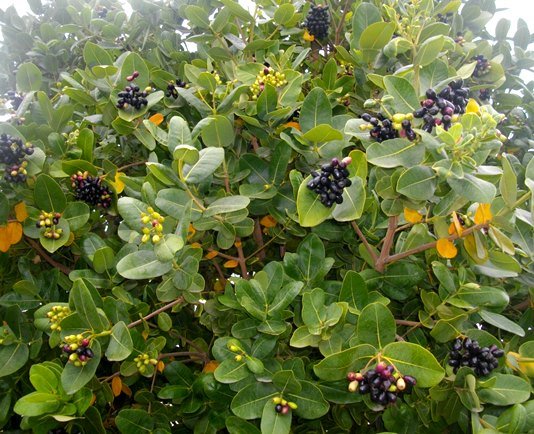 Syzygium cordatum in the Western Cape